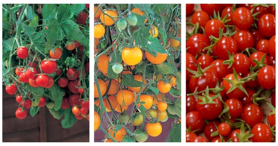 Cherry Tomato Plant Collection Tumbling Tom Red & Yellow,Sweet Million 2.5" Pots