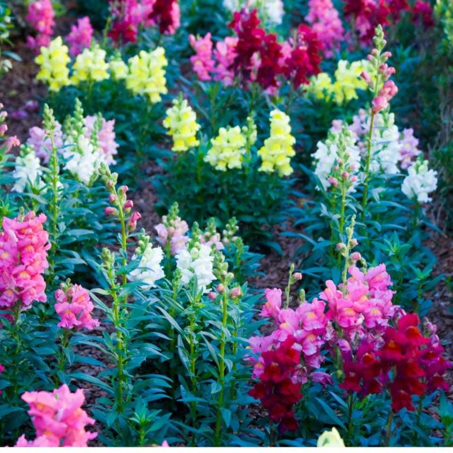 Colorful Snapdragon Seeds (20 Pack) - Create a Rainbow Garden, Ideal Gift for Pl