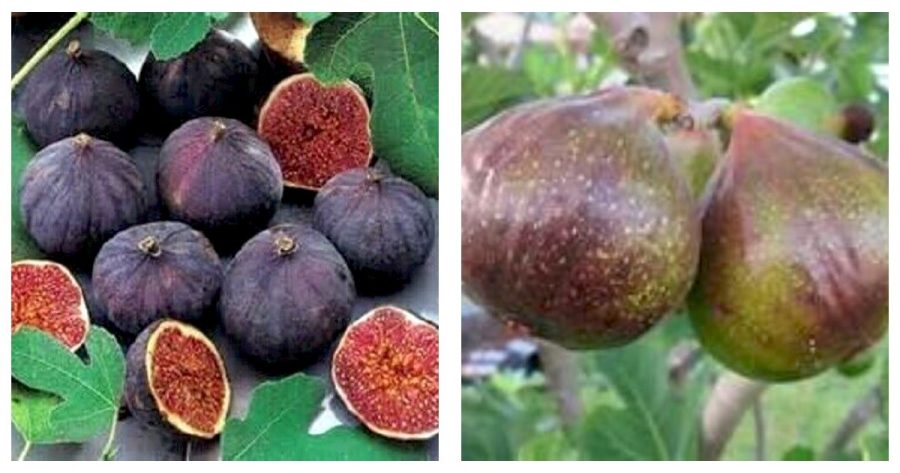 Ficus carica - Olympian Fig - Live Well Rooted STARTER Plant