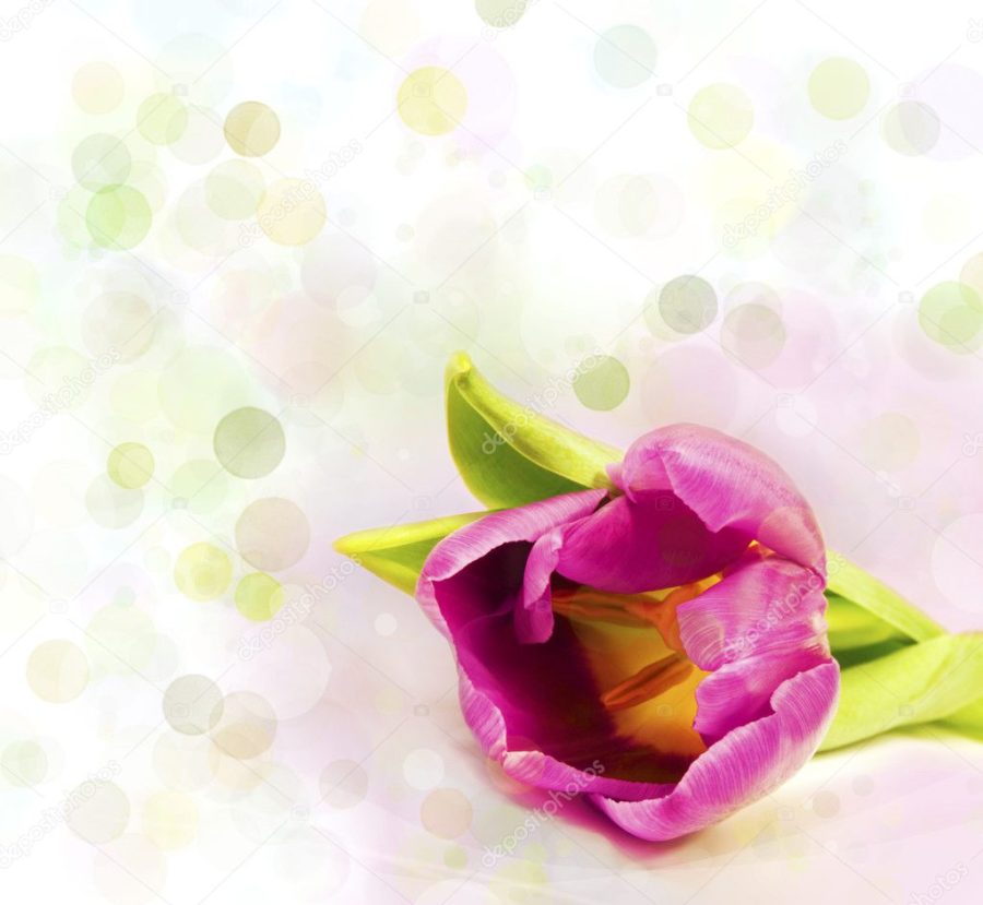 Flower over colorful light background