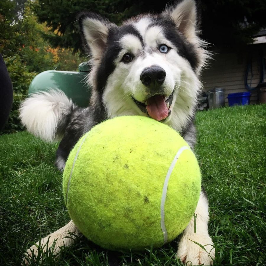 Jumbo Ball for Dogs with Pump