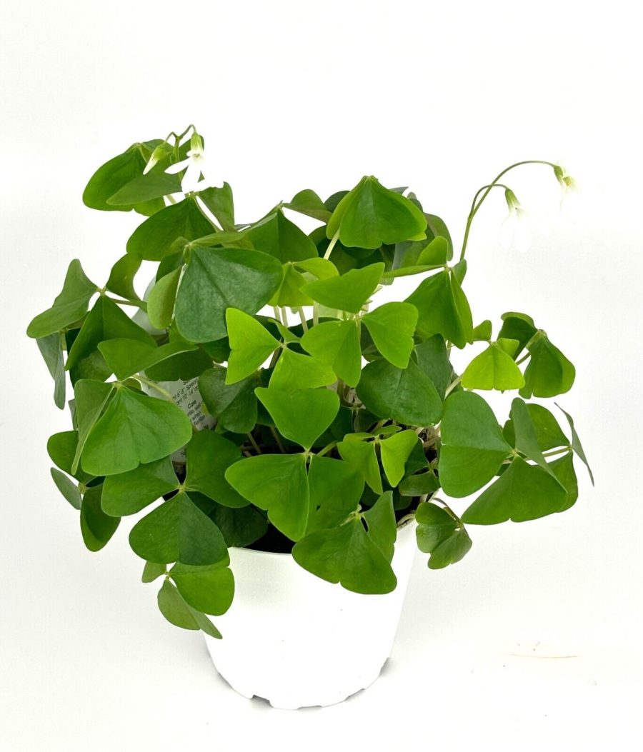 Live Plant Shamrock Oxalis Triangularis Good Luck Houseplant, 4" Pot