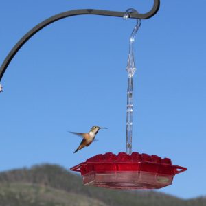 Mary's Sweety Hummingbird Feeder