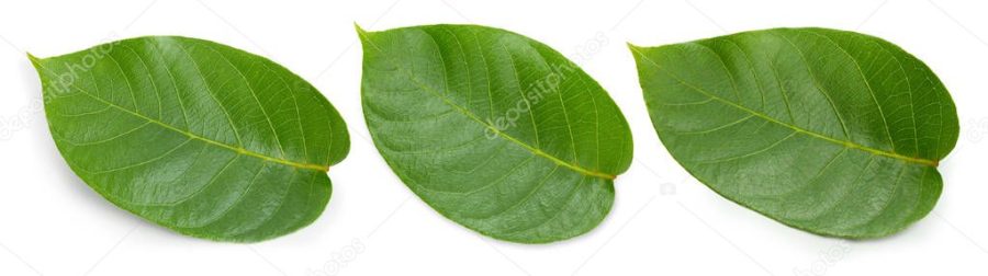 Nut leaves Clipping Path