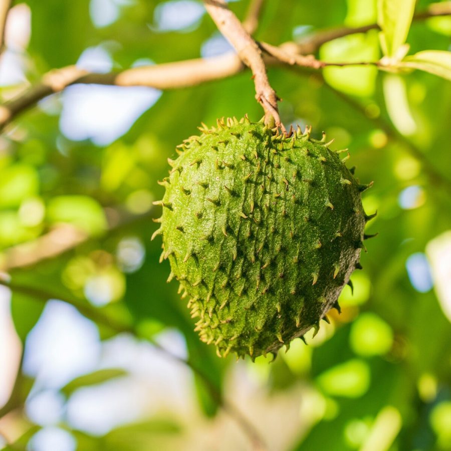 Rare Soursop Seeds (Annona Muricata) - 5 Count, Plant Your Tropical Fruit Tree,