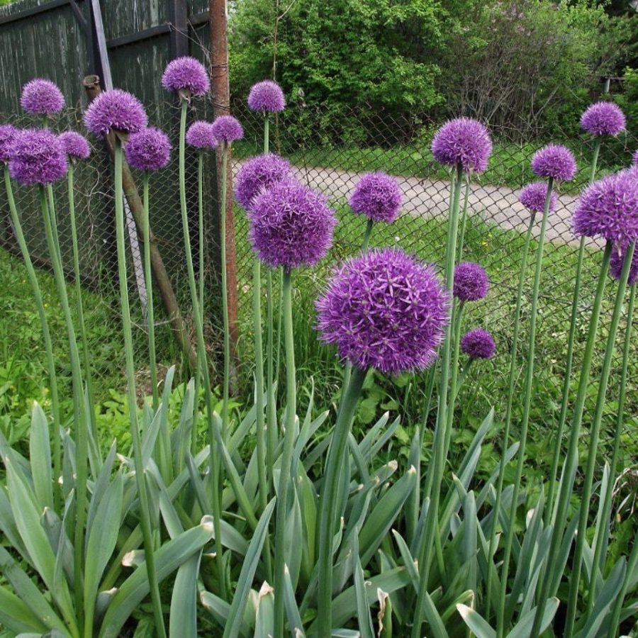 Scallion Purple Flower Seeds (30 Count) - Vibrant Garden Blooms, Perfect for Hom