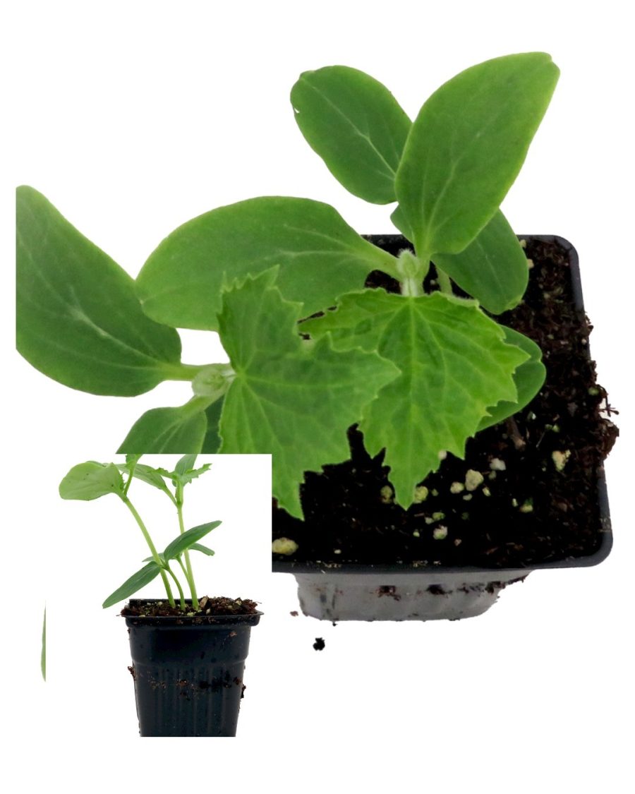 Spacemaster Bush Cucumber - 4" Pot - Plant Garden