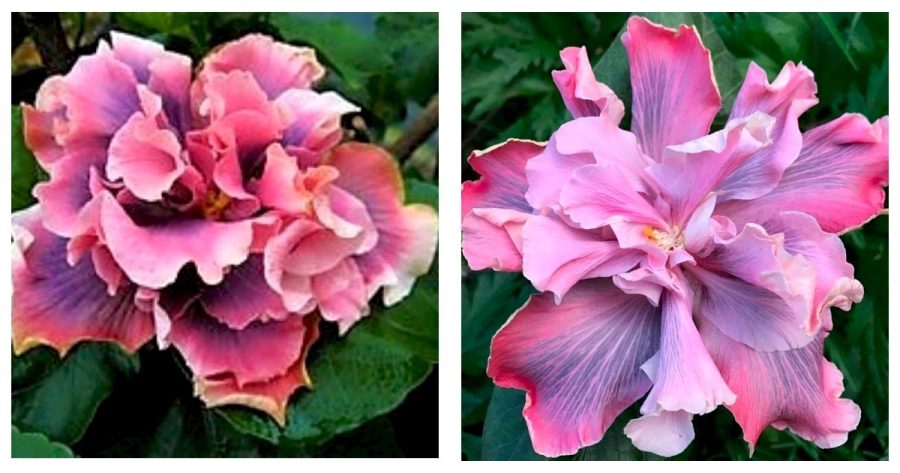 Starter Plant MARIANNE CHARLETON SMALL Rooted Tropical Hibiscus Ships Bare Root