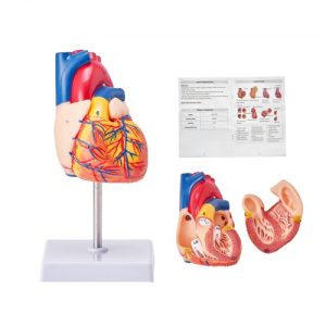 VEVOR Human Heart Model, 2-Part 1:1 Life Size, Anatomically Accurate Numbered Anatomical Heart Model with Anatomically Correct Structures, Magnetic Design, Held Together on Display Base for Learning