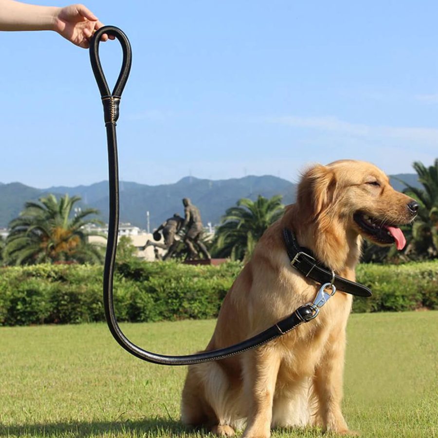 2-in-1 Rolled PU Leather Dog Collar & Leash