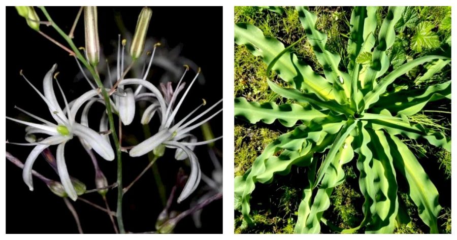 30 Seeds, Chlorogalum pomeridianum | Wavyleaf Soap Plant | Amole Lily | Fresh