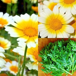 300+GARLAND DAISY Flower Asian Cuisine/Medicinal/Teas Prairie Wildflower Seeds