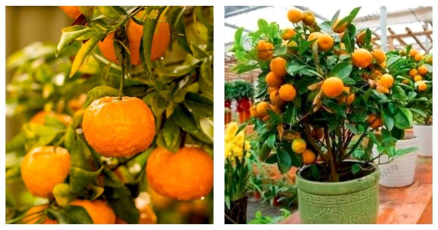 30pcs Mandarin Orange Dwarf Bonsai Indoors Outdoors Fruit Tree (Color: 2)