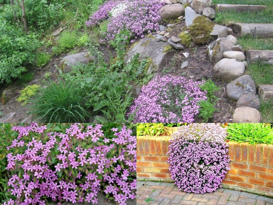 500+PINK ROCK SOAPWORT Perennial Groundcover Seeds Trailing Container Baskets