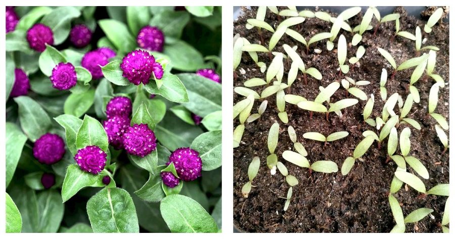 600 Seeds Purple Dwarf Gomphrena Globosa Seeds for Charming 25cm Plants