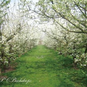 Aperturee Blooming Flowers Apple Tree Spring Backdrop For Portrait