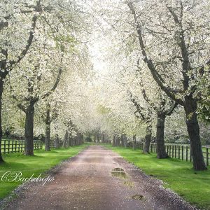 Aperturee Blooming Trees Path Spring Flower Backdrop For Photo Booth