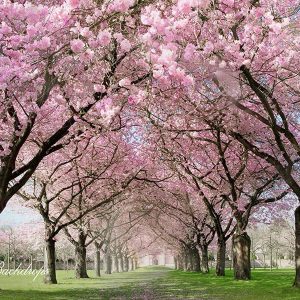 Aperturee Blooming Trees Spring Scene Backdrop For Portrait