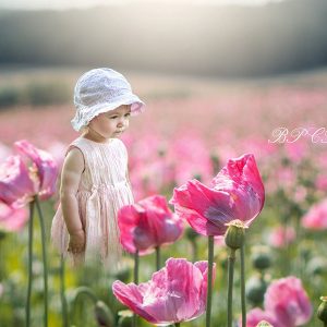 Aperturee Pink Tulip Field Pink Flowers Portrait Spring Backdrop