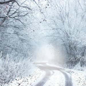 Aperturee Snow Winter Wonderland Forest Photography Backdrop