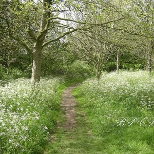 Aperturee Spring Blooming Flowers Greeny Forest Photo Booth Backdrop