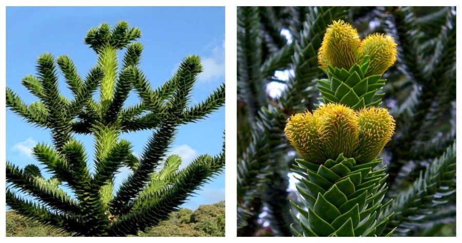 Araucaria Araucana Seeds for Planting Monkey Puzzle Tree Chilean Pine 150 Seeds