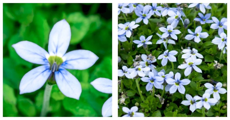 Blue Star Creeper Isotoma Fluviatilis 3 Seasons of Blooms Quart Pot 150 seeds