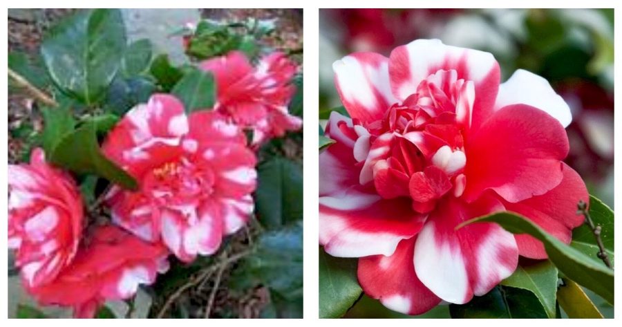 Camellia Japonica GOVERNOR MOUTON Bicolor Bloom-Live Starter Plant
