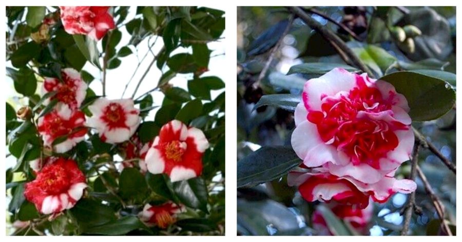 Camellia Japonica Gigantea Live Starter Plant -Highly Variable Blooms!