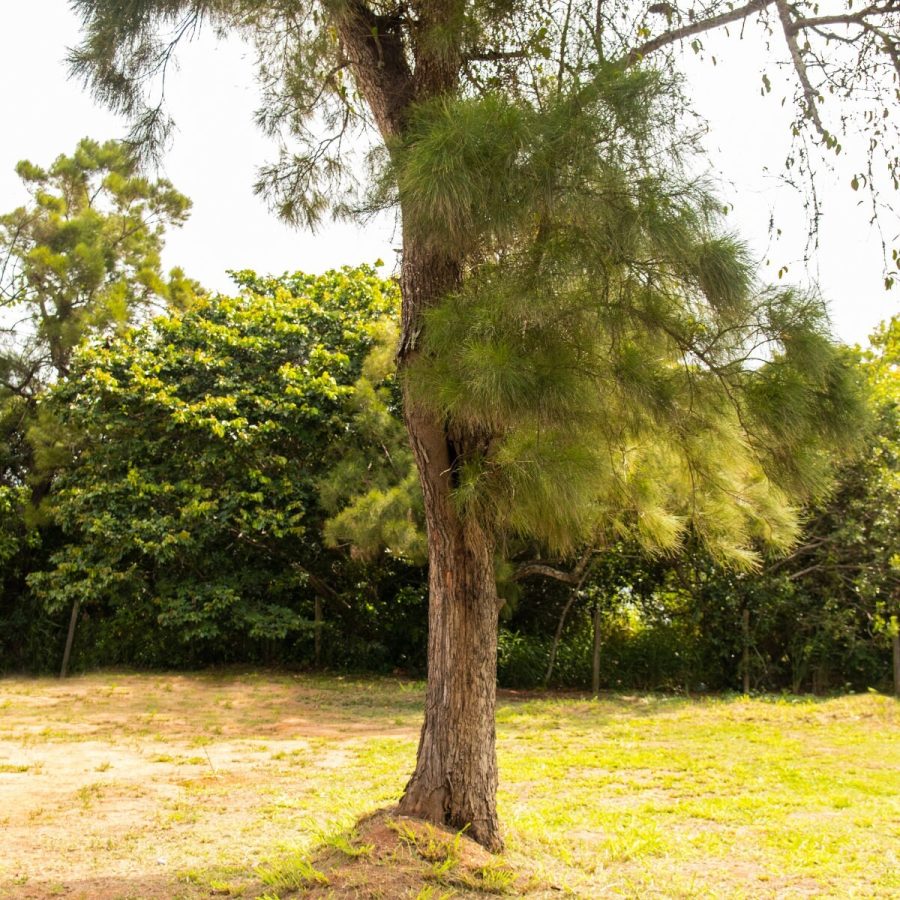 Casuarina Equisetifolia Seeds - Grow Your Own Suru Tree, Australian Pine Home Ga