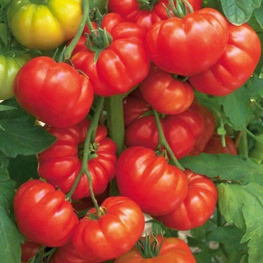 Classic Beefsteak Tomato HEIRLOOM 30+ seeds, PREMIUM strain, home grown, 100% Or