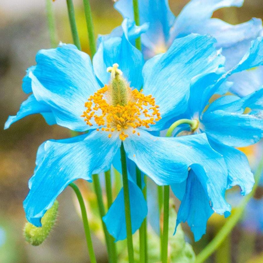 Exotic Blue Himalayan Poppy Seed Pack - Select Your Quantity, Lush Flower Garden