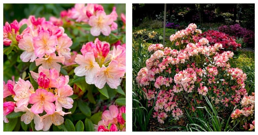 LARGE Rooted Plant Percy Wiseman Azalea Rhododendron Varying Shades of Pink!