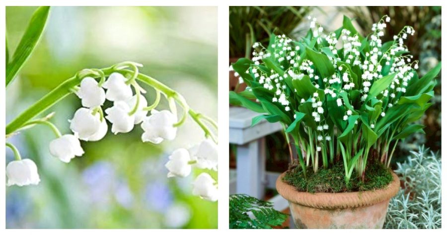 Lily of The Valley Flowers Seeds Bell Orchid White Color 600 Seeds