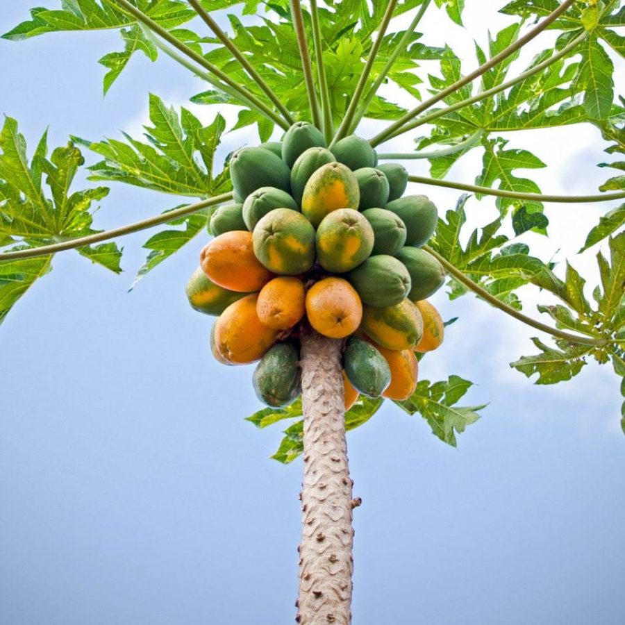 Papaya Tree Seeds (30 Pack) - Carica Papaya, Non-GMO, Tropical Fruit Garden, Per