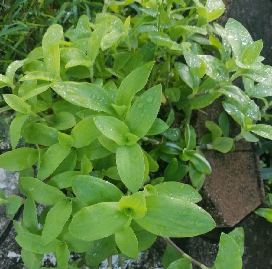 Rare Setcreasea Tradescantia Brevifolia - Green Queen - Flowering Wandering Jew