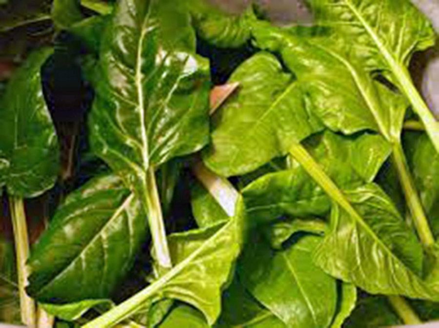 Swiss Chard Seed, Perpetual Spinach, Heirloom, Organic 100+ Seeds, NON GMO