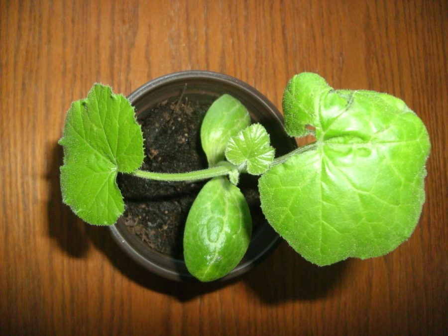 Zucchini Live Plant in 4 inch starter pot Black Beauty summer garden squash