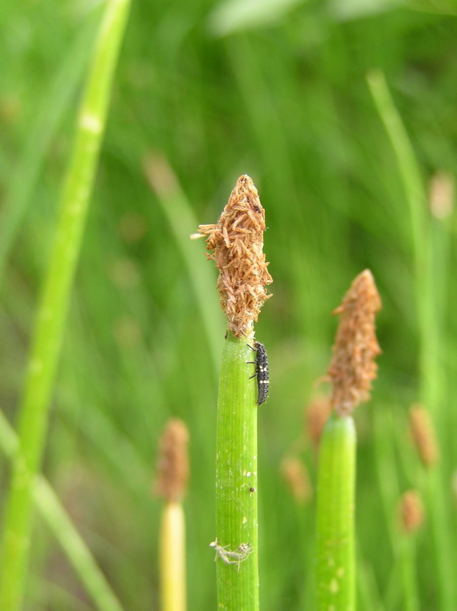 1 ELEOCHARIS PALUTRIS CREEPING SPIKERUSH LIVE PLANT bareroot