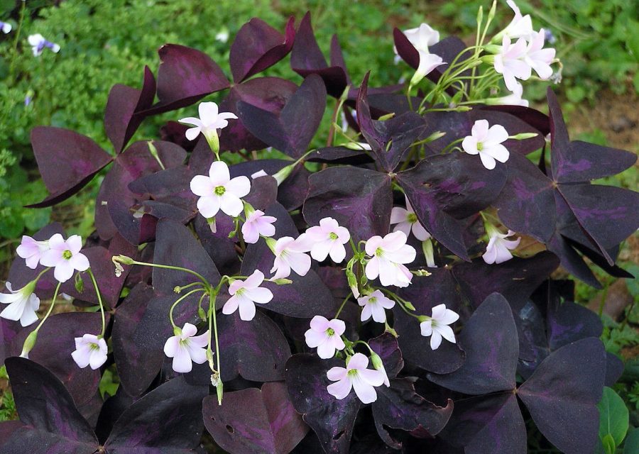 10 Bulbs Purple Rain Shamrock - The Love Plant - Edible - Oxalis triangularis