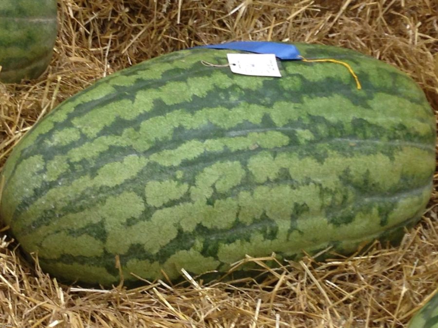 10 Carolina Cross Watermelon Seeds-1162