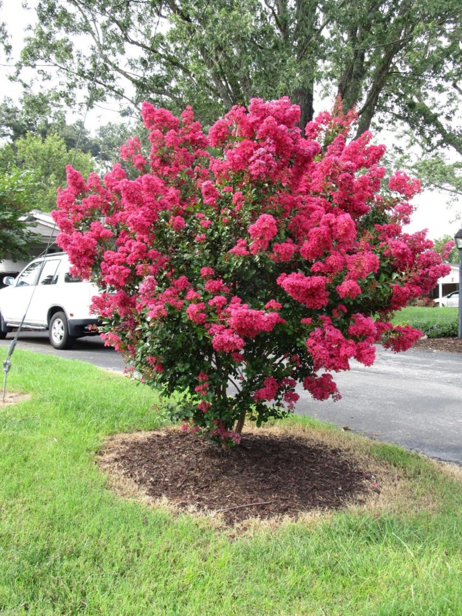 10 Dwarf Red Rocket Crape Myrtle Seeds-1195D