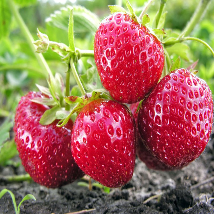 10 Evie Everbearing Strawberry Plants