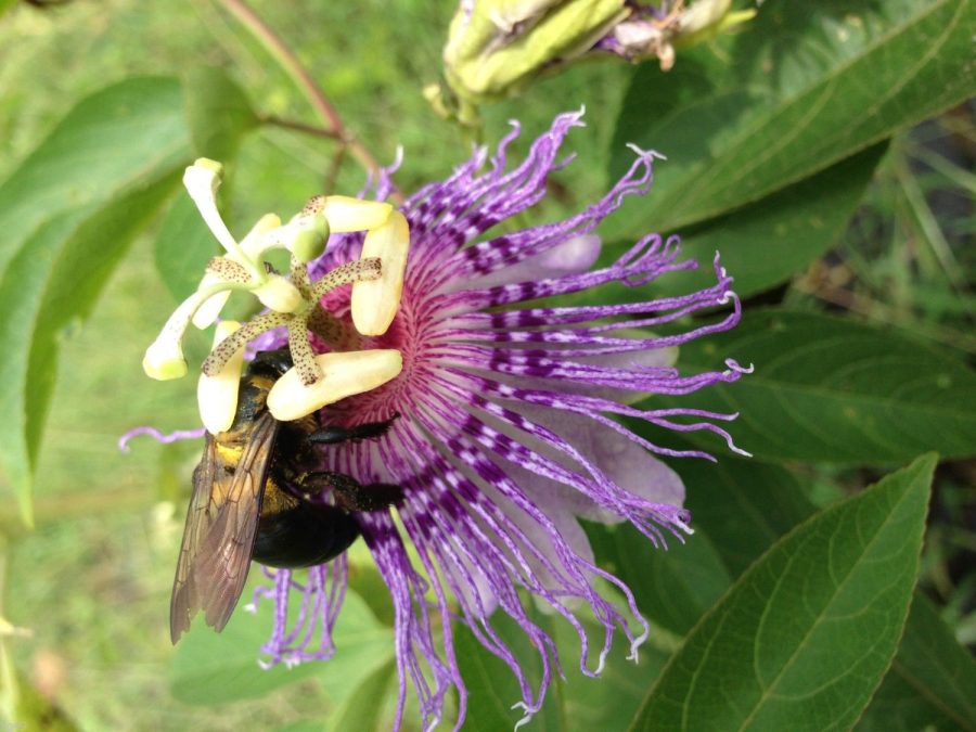 10 Giant Passion Fruit Seeds-1289