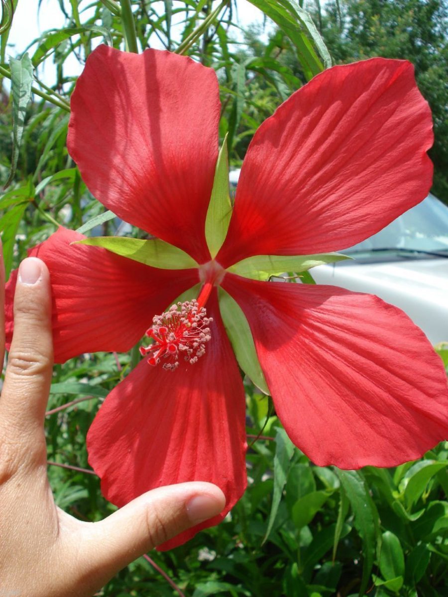 10 Giant Red Star Hibiscus Seeds-1096A