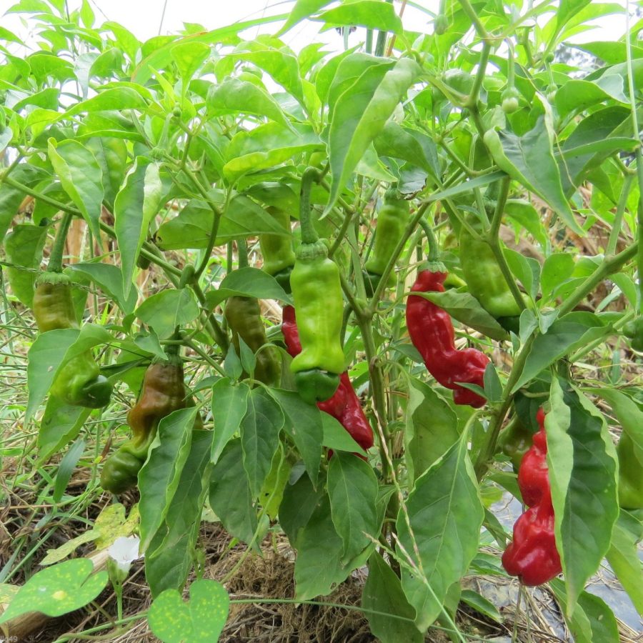 10 Peter Pepper Seeds-1312