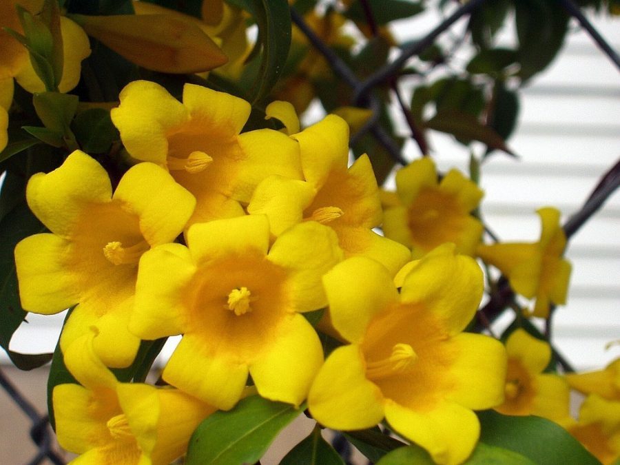 10 Seeds - Carolina Yellow Jessamine - Climbing Vine (Gelsemium sempervirens)