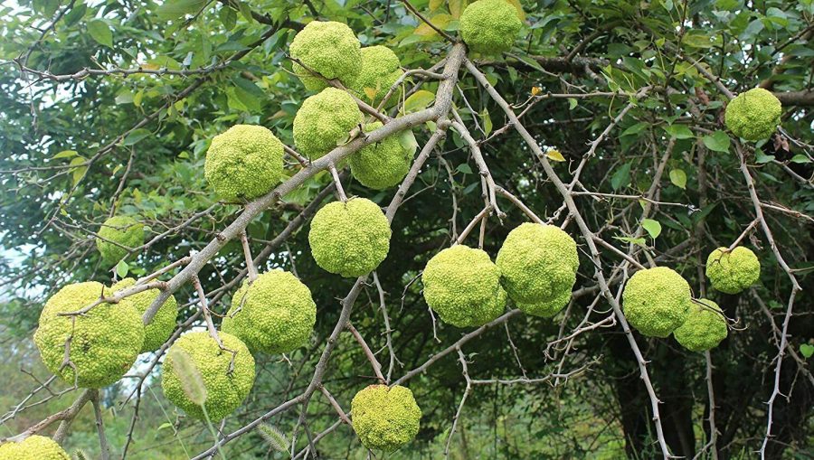 10 Seeds Hedge Apple Osage Orange Horse Apple Monkey Ball Maclura Pomifera Tree