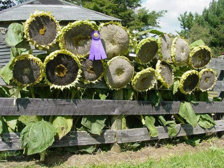 10 Seeds to Plant Mongolian Giant Sunflower