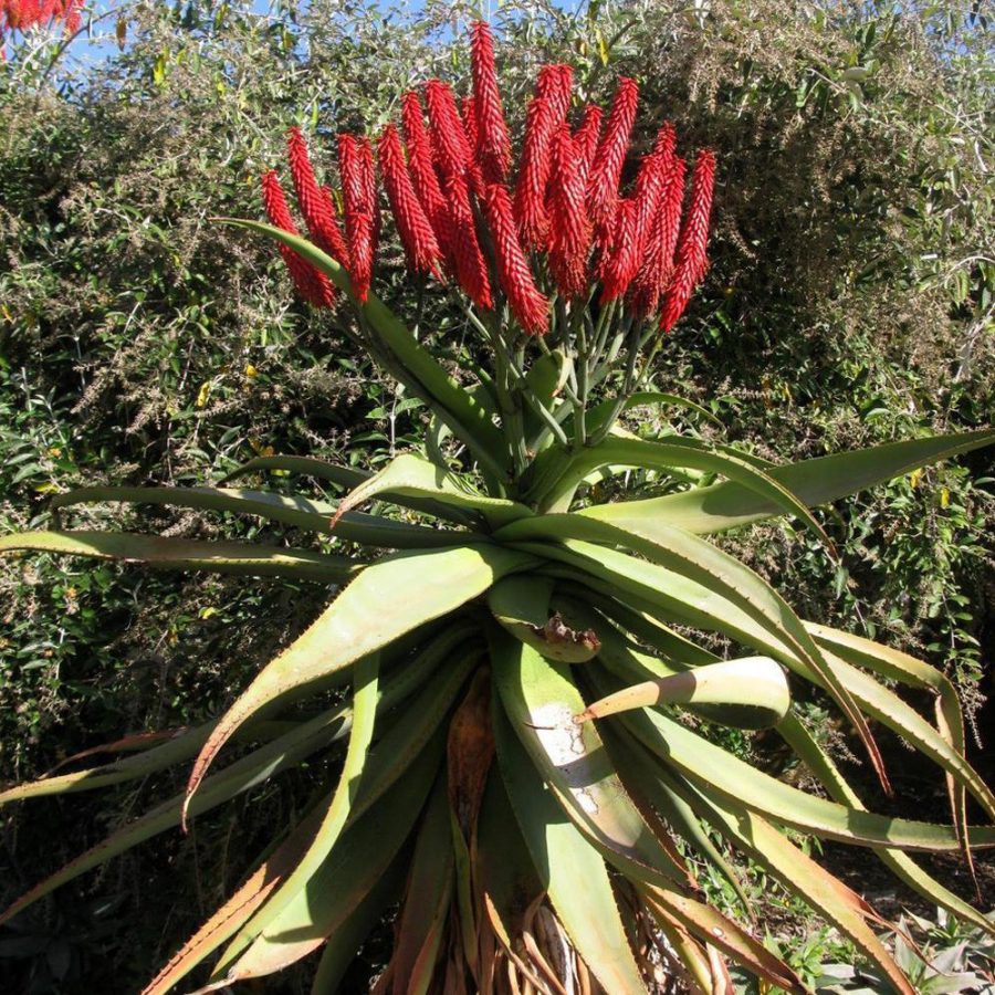 10 seeds Aloe excelsa Succulents Garden Plants